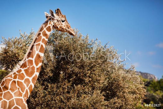 Picture of African Giraffe